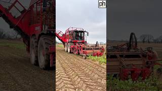 Harvesting Fodder Beet  Vervaet beet harvester agri [upl. by Jenica]