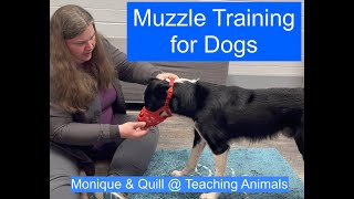 Muzzle Training for Dogs  Teaching Animals [upl. by Inna423]