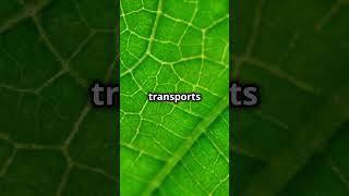 DAY  13 Introduction To Plants Transportation System facts science biology plants curiosity [upl. by Sirtaeb926]