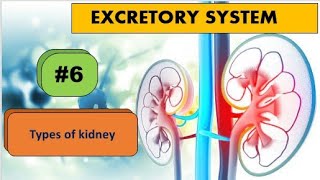 Types of kidney [upl. by Ardnwahsal]