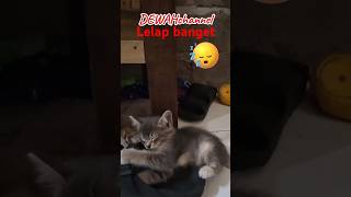 lelap bangetshorts cat kucing [upl. by Ahsikcin]