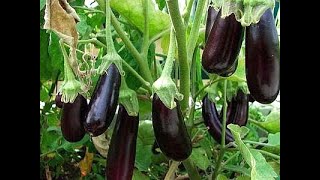 Comment cultiver des aubergines Un guide complet étape par étape [upl. by Kilk]