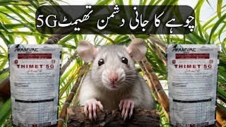 Thimet  Rats in Sugarcane Best Solution  Thimet 5G  Rat Killer [upl. by Donnamarie]