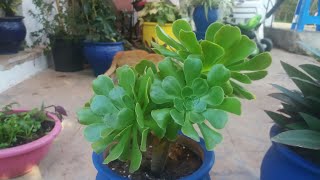 نبتة الأيونيوم  العناية بها والإكثار  Aeonium Arboreum [upl. by Fabi808]