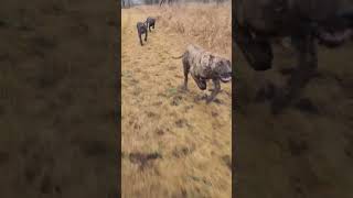 Presa Canario Puppies Full Speed Run [upl. by Manvell58]