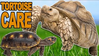 Tortoise Care 101 Everything You Want To Know [upl. by Colley]