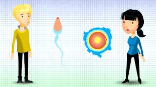 Understanding Chromosomal Translocation  Reciprocal Translocation v12 [upl. by Aidyn359]