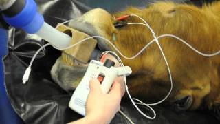 Microstim DB3 Nerve Stimulator  Tetanus and post tetanic count horse lip [upl. by Assyla]