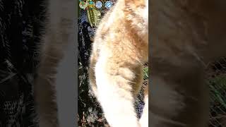 Six Slow Lorises RELEASED Into The Wild animals primates [upl. by Bugbee]