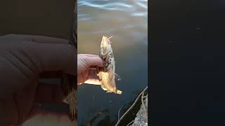 Al agua bigoton pesquero pescacamper fishing todosobrepesca fish shorts short viralvideo [upl. by Novy]