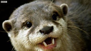 Otters Have a Favourite Rock They Love to Play With  The Science Of Cute  BBC Earth [upl. by Reivad]