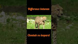 Fastest animal cheetah part 4 wildlife wildanimals shorts viralshorts [upl. by Elston933]