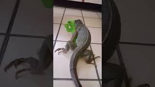 Green Iguana Mating with Toy [upl. by Aphrodite59]