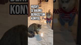 Husky Si Anjing Berkostum Konyol [upl. by Cand]