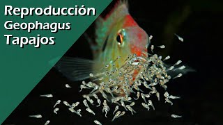 153💟♥️ Reproducción Geophagus Tapajos breeding CON ÉXITO [upl. by Yde74]