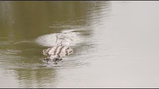 Arkansas Alligators [upl. by Aysab723]