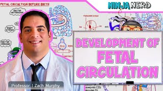 Embryology  Development of Fetal Circulation [upl. by Eam]