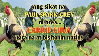 HOME OF PAUL SPARK GREY  VISIT BIG FARM IN THE PHILIPPINES PILAR GAMEFARM [upl. by Eibob]