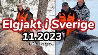 Elgjakt i Sverige \\ 112023 \\ Enkel utgave [upl. by Inalel257]