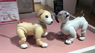 Sony aibo 2024 Robot Pet Dog [upl. by Einor566]