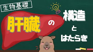 【生物基礎】肝臓の構造とはたらき！重要ポイントを一挙解説！ [upl. by Flin]