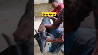 ❤️🔥 Goat fever treatment goat viral disease goat shorts shorts viralvideo animals 🔥🎉 [upl. by Arahas74]