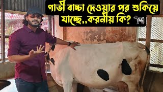 বাচ্চা দেওয়ার পরে গাভী শুকিয়ে যাচ্ছেকি করবেন🐄 [upl. by Seth]