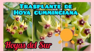 TRASPLANTE DE HOYA CUMMINGIANA Hoyas del Sur [upl. by Onibla793]