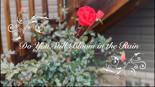 “Do You Still Bloom in the Rain”  Gospel Music Video  Dan amp Amanda  Original Song [upl. by Ramsa]