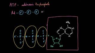 LATP  adénosine triphosphate [upl. by Tamberg]