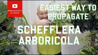 Easiest way to propagate Schefflera arboricola Dwarf Umbrella Tree [upl. by Inaej]