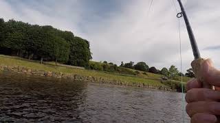 Fishing the lower Tweed at West Newbiggin [upl. by Annamarie]