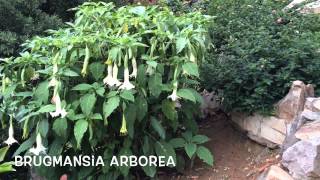 Brugmansia arborea Garden Center online Costa Brava  Girona [upl. by Lseil]