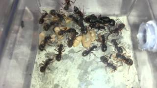 Camponotus rufipes [upl. by Mooney]