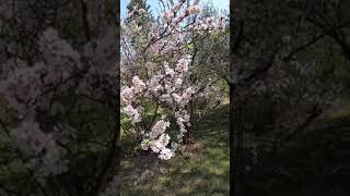 Amazing Nanking Cherry is flowering shorts [upl. by Aneeb740]