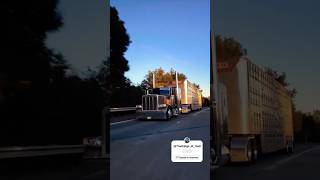 🇺🇸Rodamiento de un peterbilt379 truck youtubeshorts reels youtubevideousa TRUCKINGSOFROAD [upl. by Aeriela]