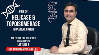 Helicase and Topoisomerase  DNA Replication  English Subtitles  Lecture 8  Dr Muhammad Naveed [upl. by Binah]