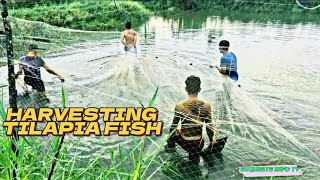 HARVESTING TILAPIA FISHPART 3 [upl. by Yrtua]