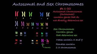 Reading Karyotypes [upl. by Kisor]