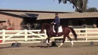 Matthias Schwarz riding in Dr Cooks Bitless Bridle [upl. by Eivod537]