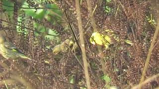 MVI 0063 Yellowbreasted Greenfinches Dehrradun Rajaji Chilla range 171124 [upl. by Farleigh]