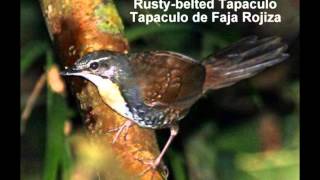 Rustybelted Tapaculo [upl. by Jeanie23]