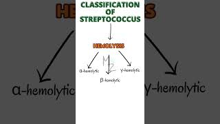 Classification of Streptococcus  Lancefield Classification bacteriology streptococcus [upl. by Algar]