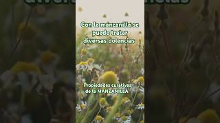 Propiedades de la MANZANILLA plantasmedicinales plantas manzanilla short [upl. by Libove673]