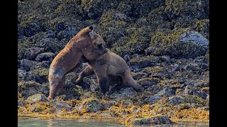 Grizzly Bear Fight PART 7 [upl. by Nayk]