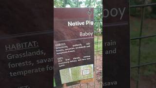 🔴 HAVE YOU EVER SEEN A NATIVE PIG IN THE PHILIPPINES shorts [upl. by Greff714]