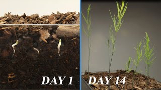 Washington Asparagus Seeds Germinating Growth Time Lapse  2 Weeks  4k [upl. by Juxon]