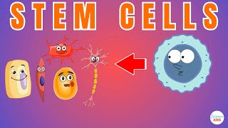 Stem Cells Explained in Simple Words [upl. by Ayar]