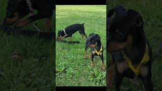 Miniature pinscher pups [upl. by Janeczka]