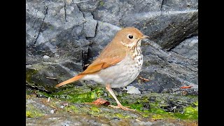 HERMIT THRUSH [upl. by Chalmer]